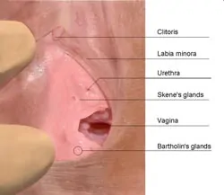 Morfologi Klitoris Wanita yang Perlu Anda Tahu!