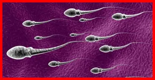 sel sperma cara membuat anak dengan mudah